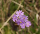 Primula algida. Соцветие. Кыргызстан, Нарынская обл., левый берег р. Нарын, долина руч. Бурган-Суу. 05.06.2015.