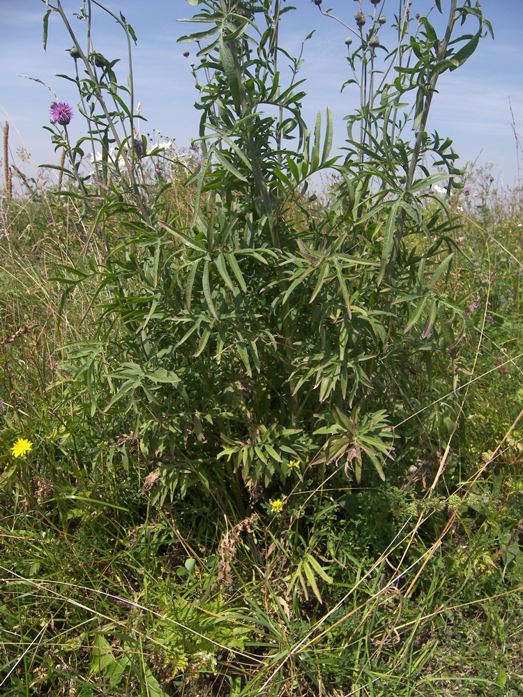 Изображение особи Centaurea apiculata.