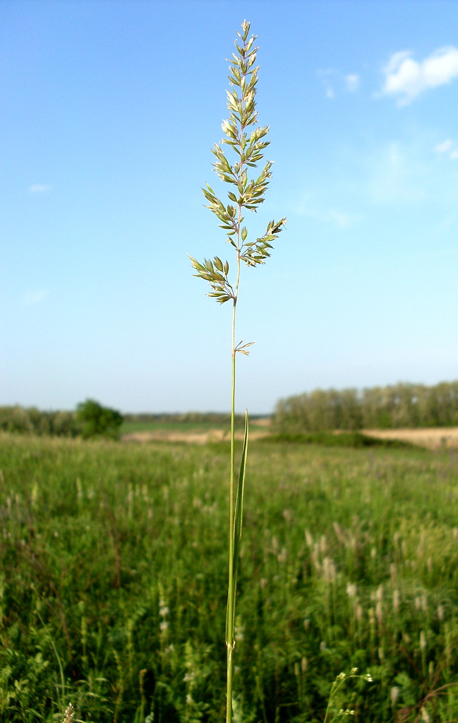 Image of Koeleria macrantha specimen.