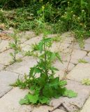 Sisymbrium officinale