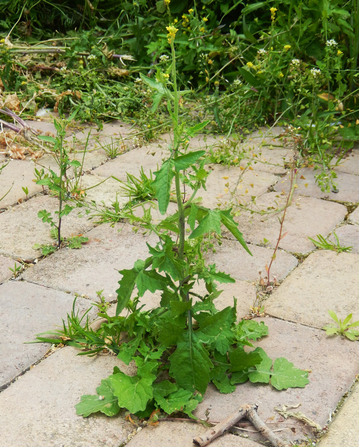 Image of Sisymbrium officinale specimen.