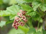 Ribes atropurpureum