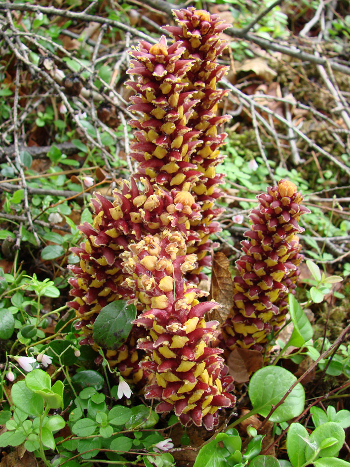 Image of Boschniakia rossica specimen.