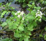 Nasturtium officinale. Верхушка цветущего растения. Крым, Симферополь, р. Бол. Салгир. 11 июля 2009 г.