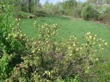 Sambucus racemosa. Верхушка цветущего растения. Ленинградская обл., окр. г. Отрадное, западнее ст. Ивановская, левый берег р. Тосно. 15.05.2010.