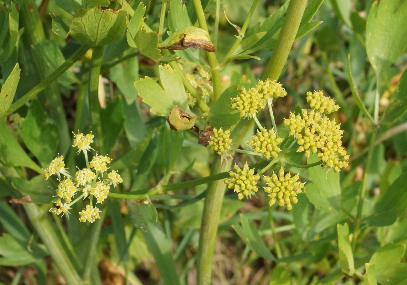 Изображение особи Levisticum officinale.