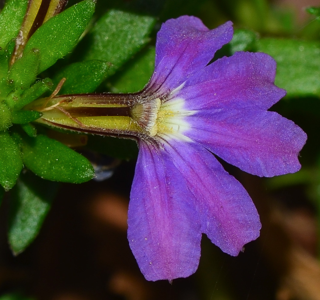 Image of Scaevola humilis specimen.