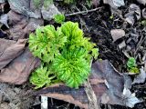 Heracleum sosnowskyi. Разворачивающиеся листья. Москва, Кусково, поляна в лесопарке. 08.04.2016.