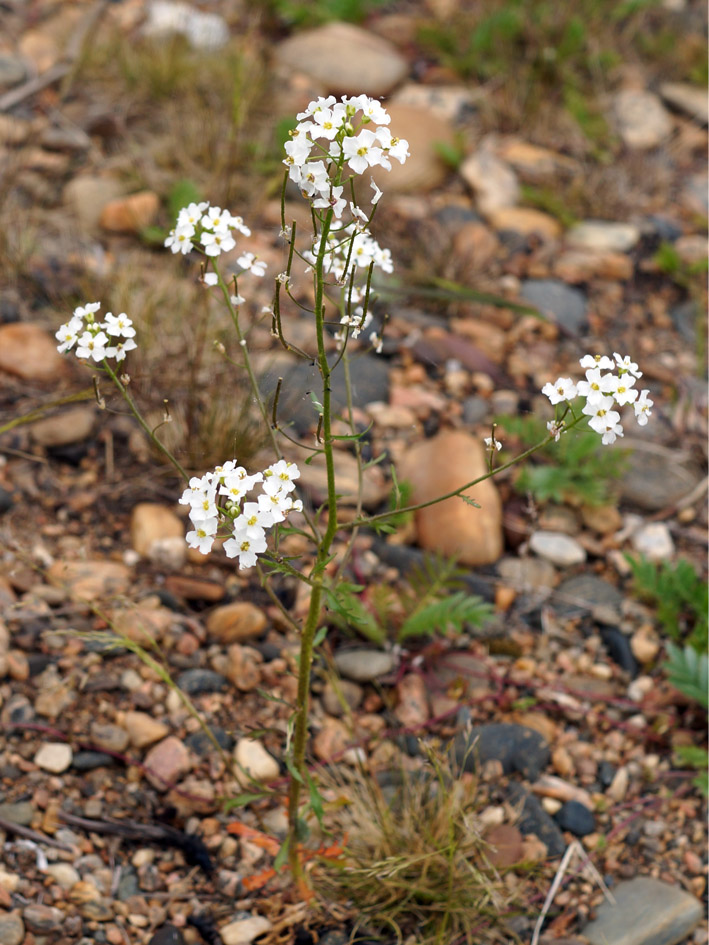 Изображение особи Dontostemon pinnatifidus.