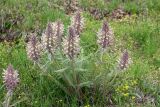 Pedicularis olgae