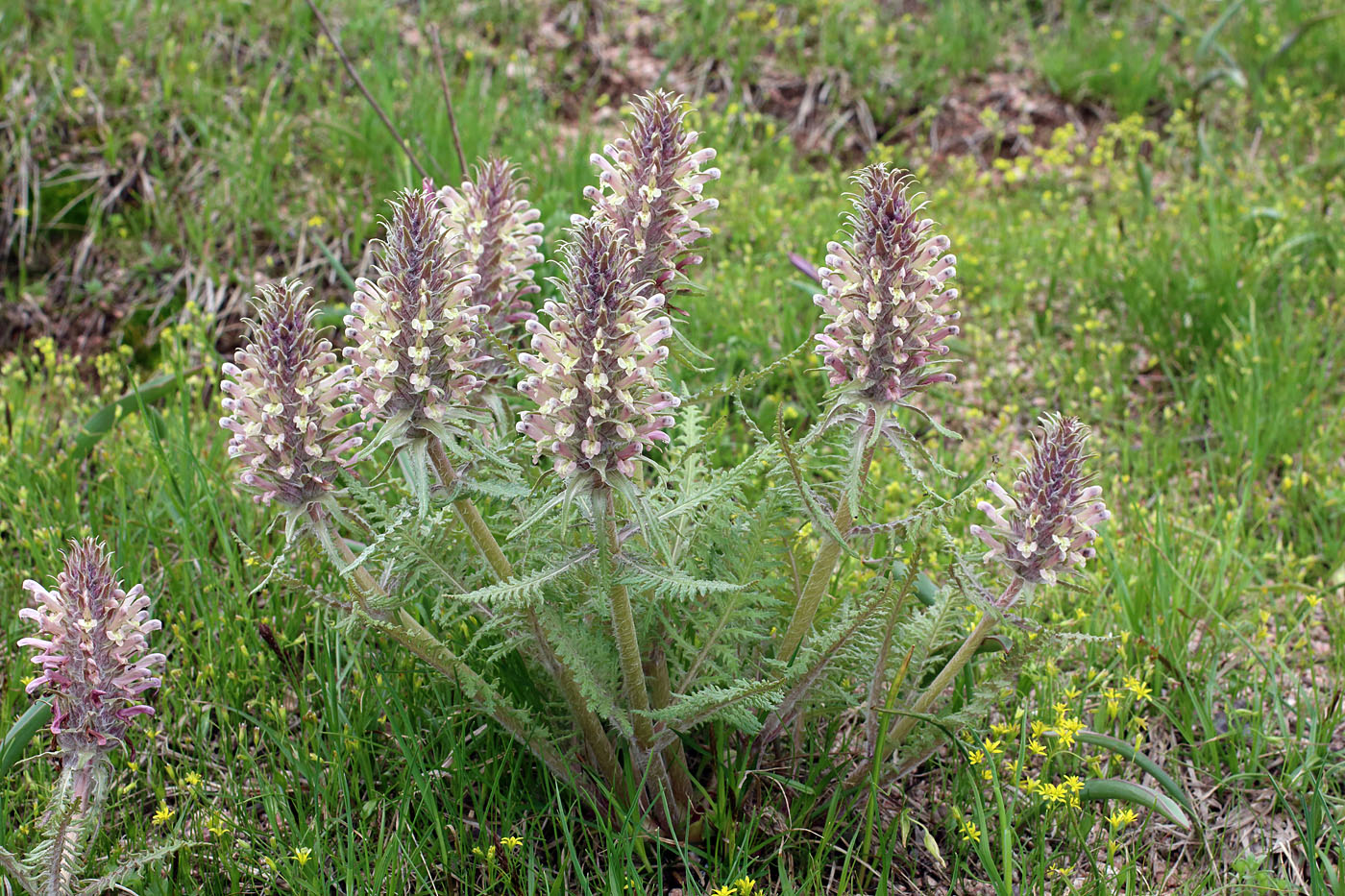 Image of Pedicularis olgae specimen.