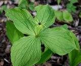 Paris quadrifolia. Цветущее растение (вид сверху). Украина, Киев, заказник \"Лесники\", ясенёво-грабово-осиновый лес. 5 мая 2007 г.