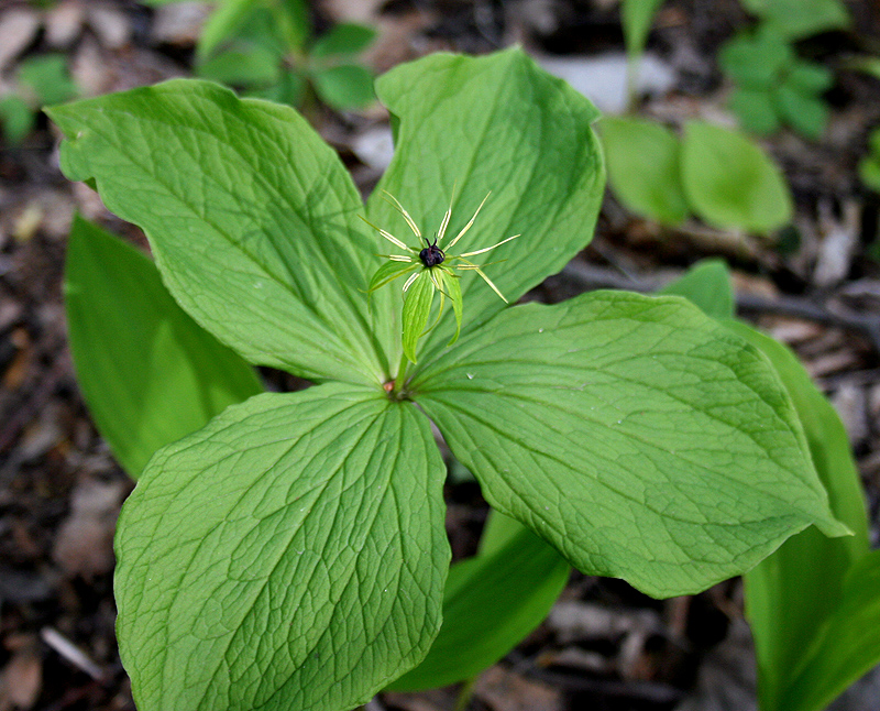 Изображение особи Paris quadrifolia.