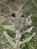 Image of taxon representative. Author is Максим Гуляев