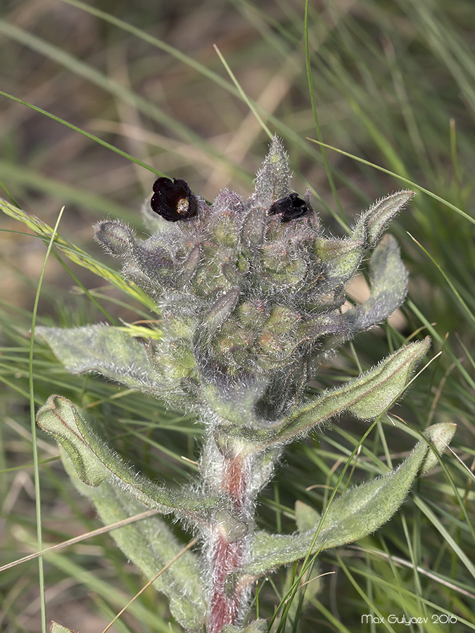 Image of Nonea rossica specimen.