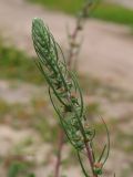 Bassia laniflora