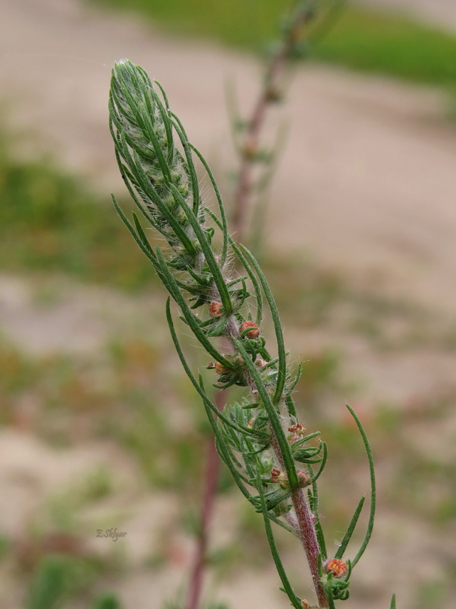 Image of Bassia laniflora specimen.