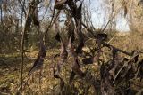 Gleditsia triacanthos