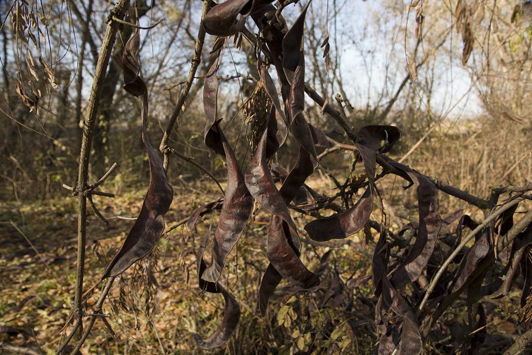 Изображение особи Gleditsia triacanthos.