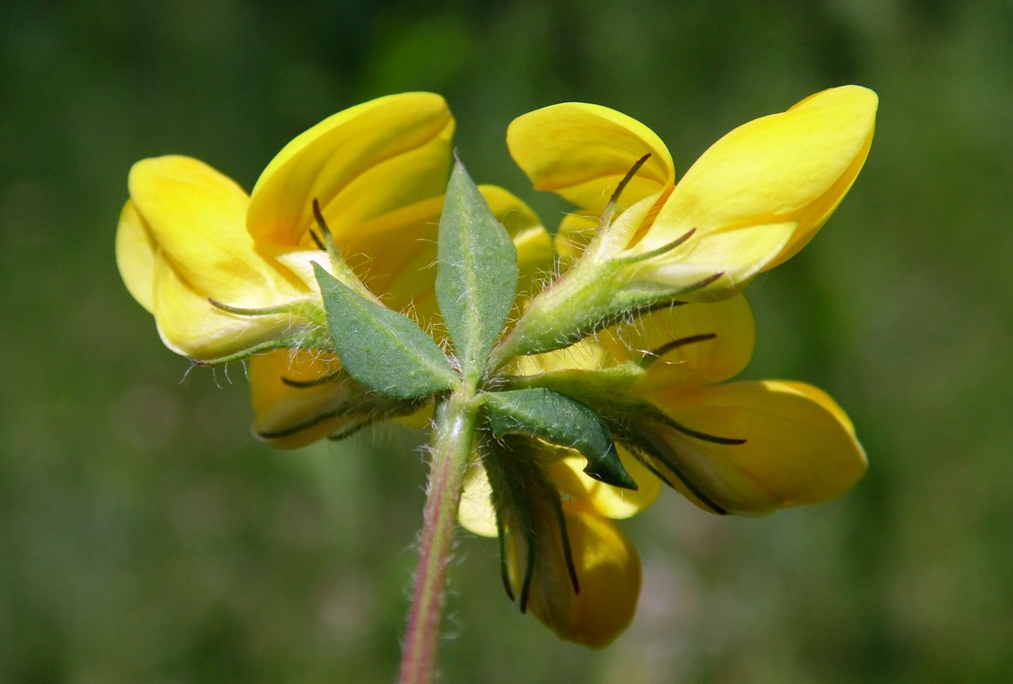 Image of Lotus caucasicus specimen.