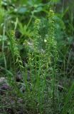 genus Euphorbia