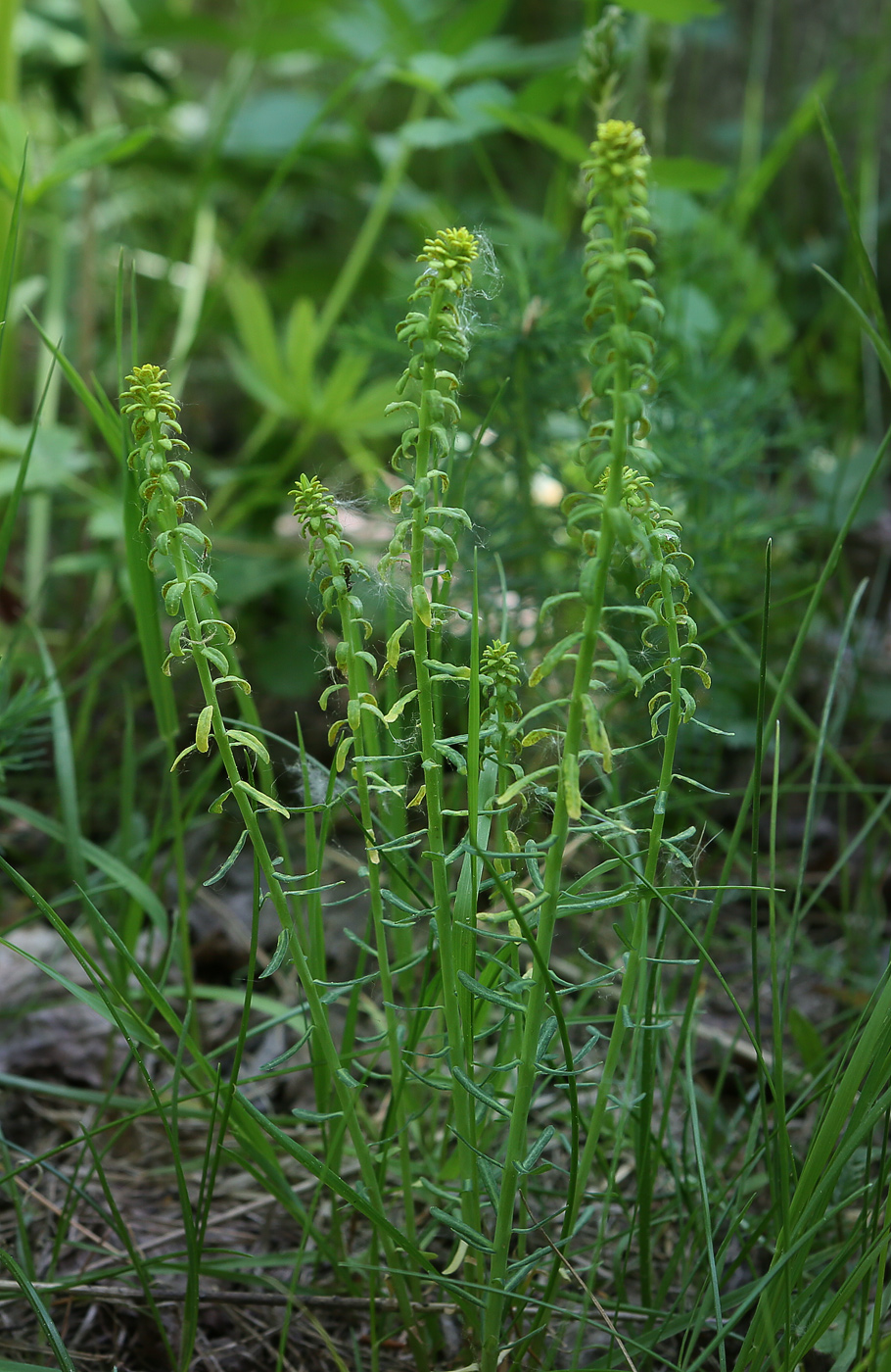 Image of genus Euphorbia specimen.