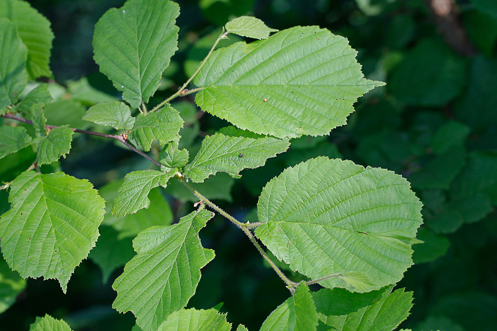 Image of Corylus avellana specimen.
