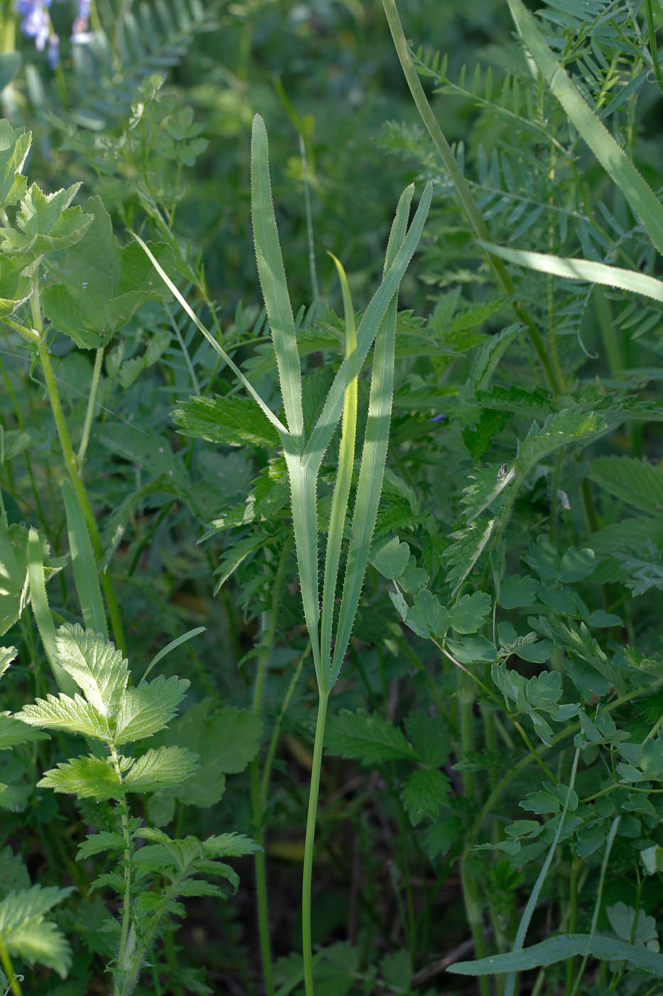 Изображение особи Falcaria vulgaris.