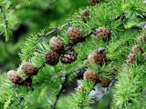 род Larix. Ветвь с шишками. Приморье, Лазовский р-н, пгт Преображение, у мемориала ВОВ. 20.06.2015.