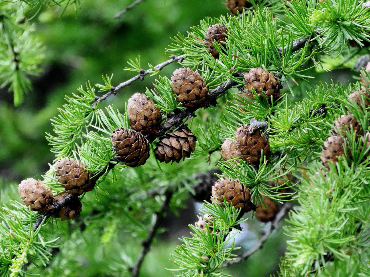 Image of genus Larix specimen.