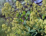 Cotinus coggygria. Побеги с мужскими соцветиями. Украина, Херсонская обл., Голопристанский р-н, о-в Тендровская Коса, северо-западная часть. 26 мая 2007 г.