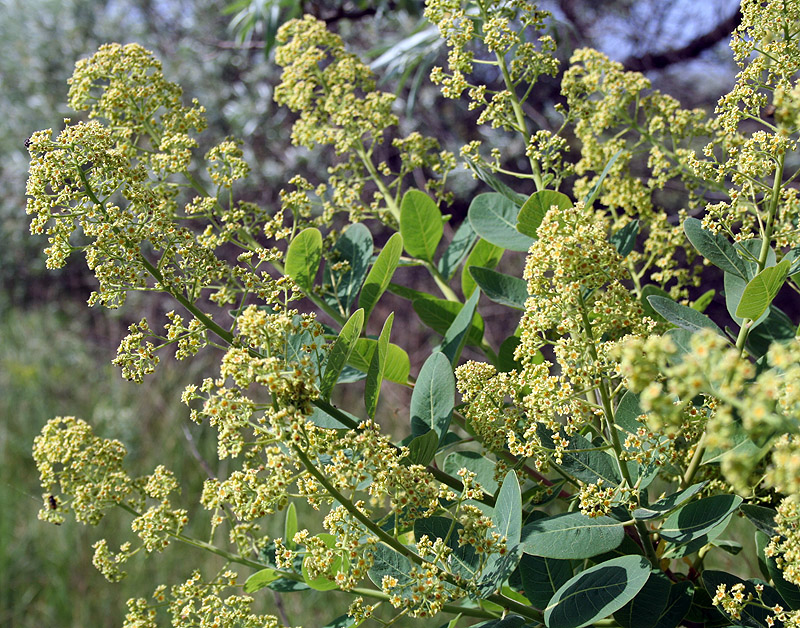 Image of Cotinus coggygria specimen.