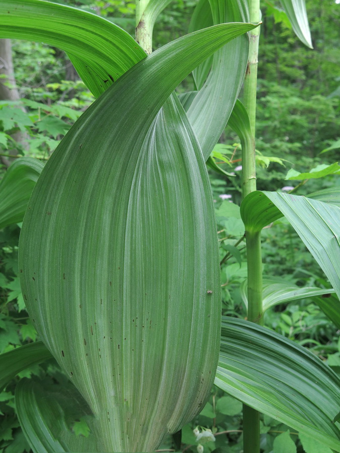 Изображение особи Veratrum dahuricum.