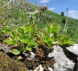 Sedum spurium. Вегетирующее растение с прошлогодними (?) высохшими генеративными побегами. Адыгея, Кавказский биосферный заповедник, хр. Каменное Море, юго-восточный склон горы Нагой-Кош, выс. ≈ 2050 м н.у.м., в расщелине скалы. 13.06.2016.