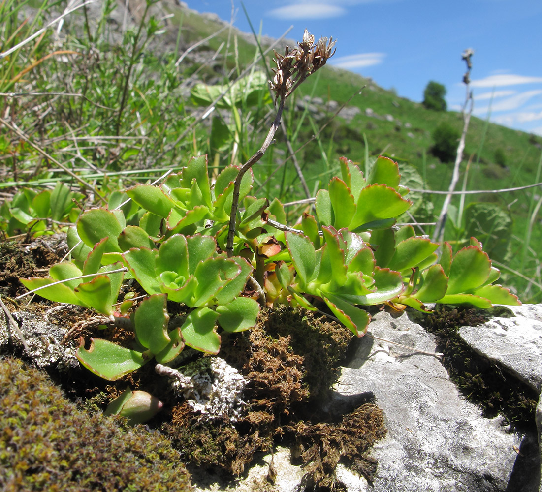 Image of Sedum spurium specimen.