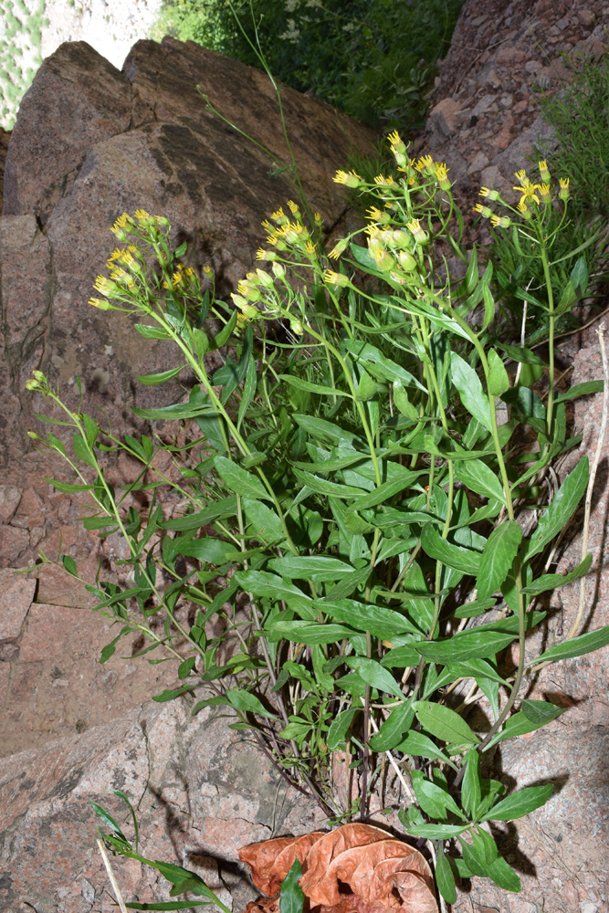 Изображение особи Senecio racemulifer.