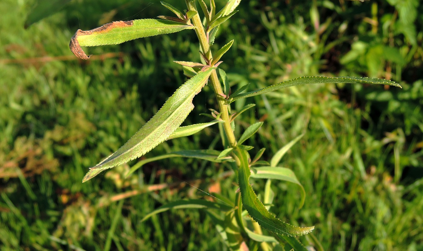 Изображение особи Achillea cartilaginea.