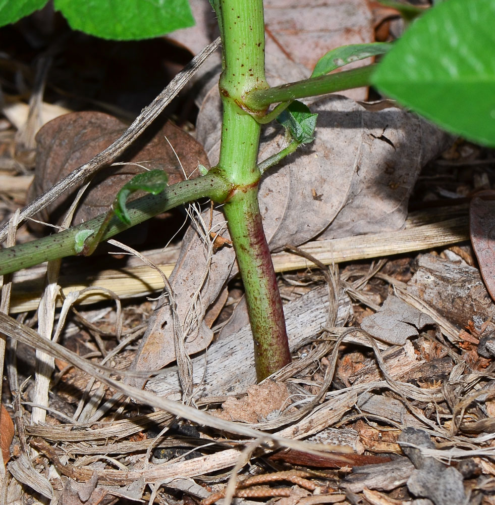 Image of Euphorbia heterophylla specimen.