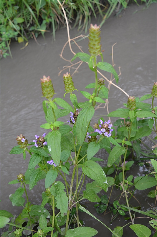 Изображение особи Prunella vulgaris.