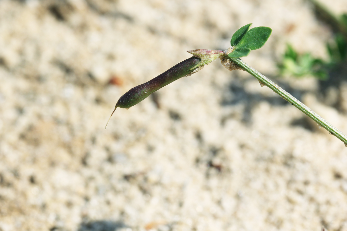 Image of genus Lotus specimen.