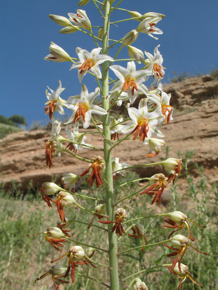Image of Eremurus soogdianus specimen.