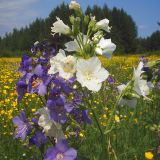 Polemonium caeruleum. Соцветия с цветками нормальной (слева) и белой формы. Свердловская обл., окр. г. Североуральск, ЛЭП в районе Второго Северного. 30.06.2007.