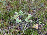 Rhodiola rosea. Плодоносящее растение. Кольский п-ов, Восточный Мурман, Дальние Зеленцы, среди вороничника на сухом северном склоне. 16.08.2016.