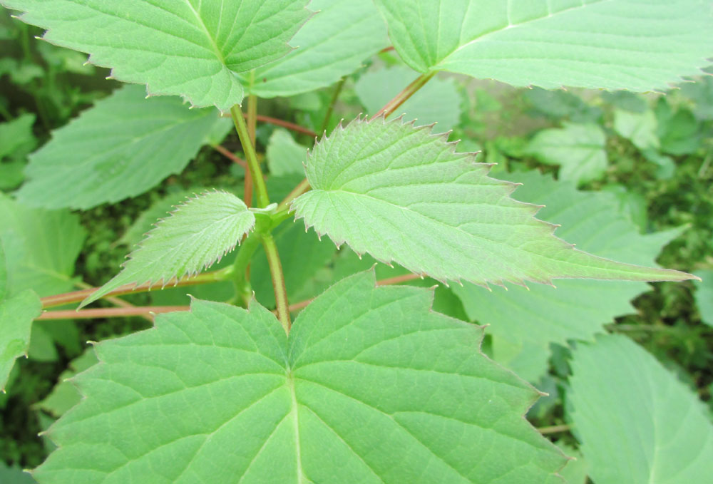 Image of Davidia involucrata specimen.
