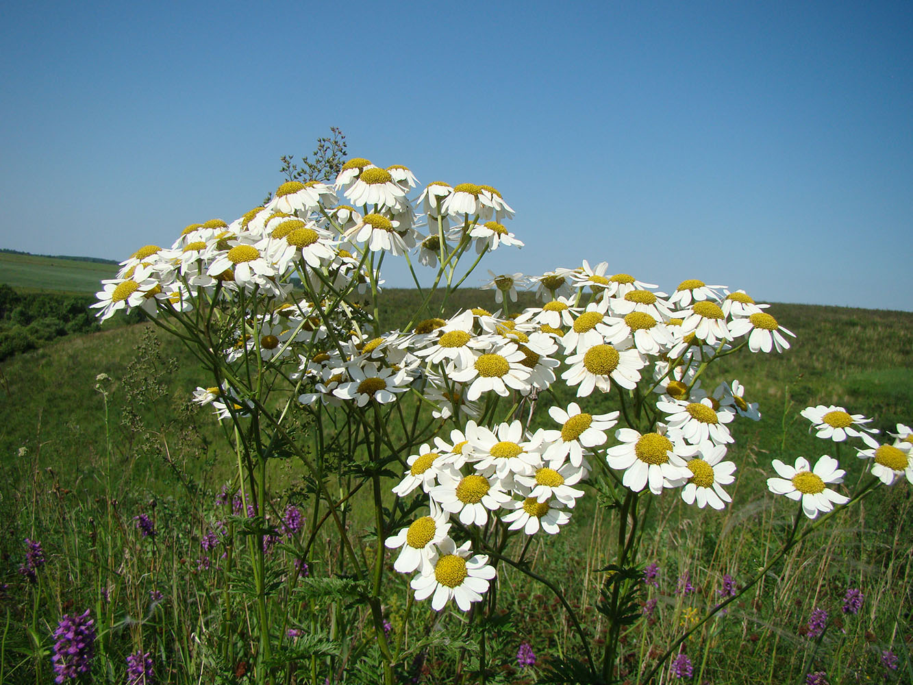 Изображение особи Pyrethrum corymbosum.