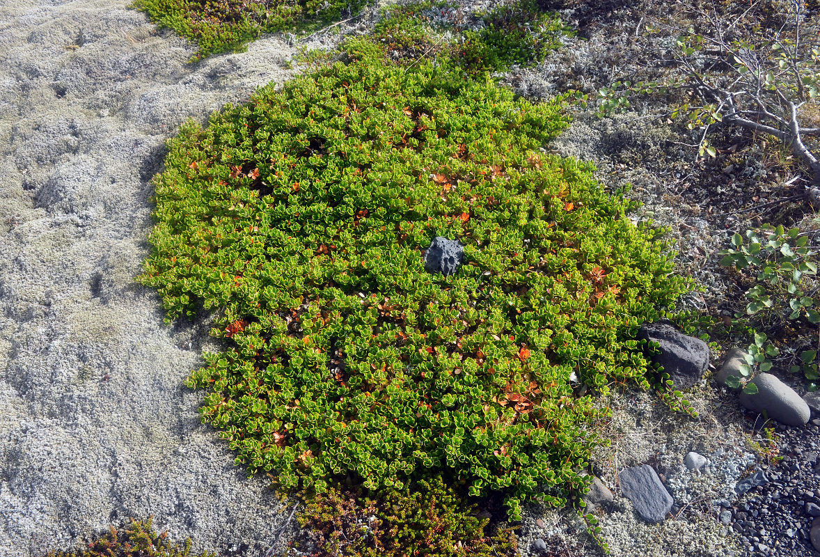 Image of Arctostaphylos uva-ursi specimen.