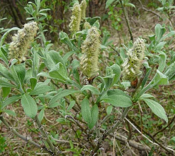 Image of Salix lanata specimen.