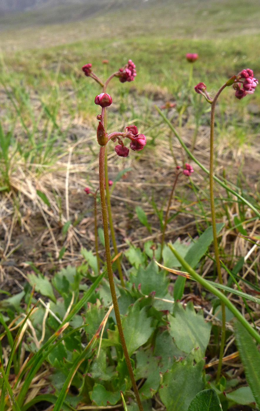 Изображение особи Micranthes calycina.