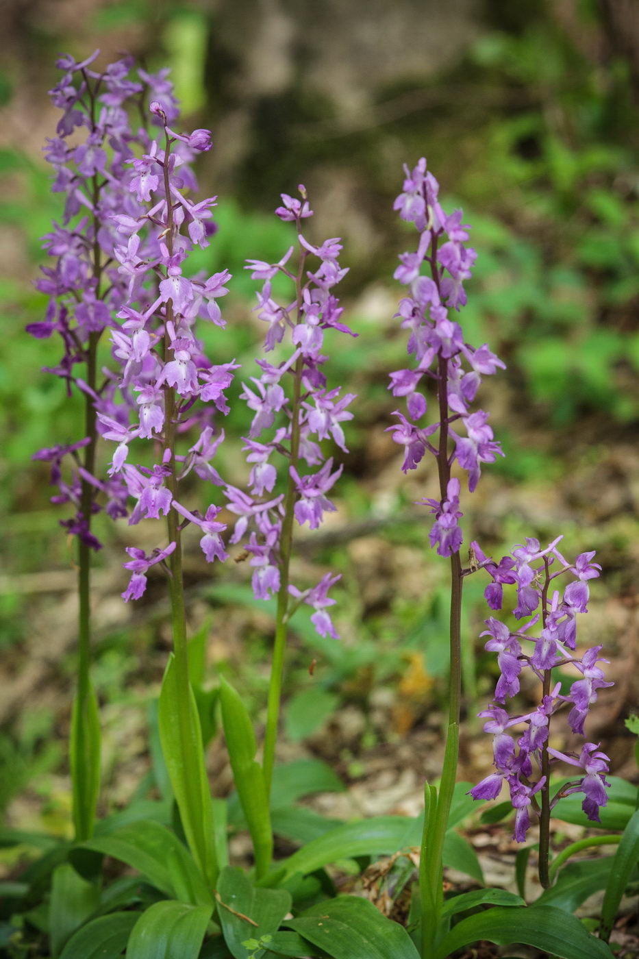 Изображение особи Orchis mascula.