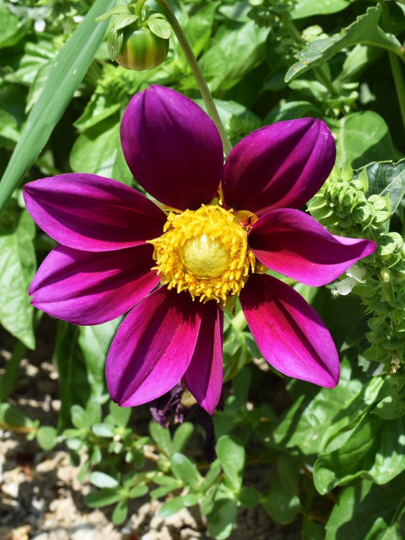 Image of Dahlia pinnata specimen.